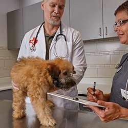 Petco Veterinary Services Petco Veterinary Services